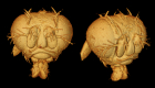 Two OCT images of the head of a fruitfly 