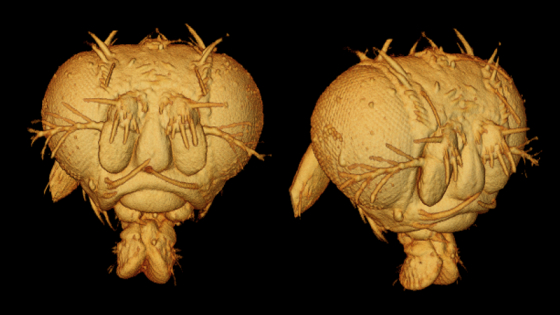 Two OCT images of the head of a fruitfly