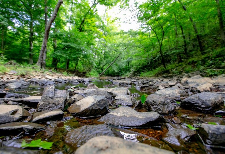 stream flows over rocks in a forest