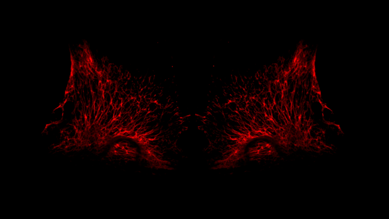 A symmetrical growth of red cells growing in tendrils reminiscent of wings